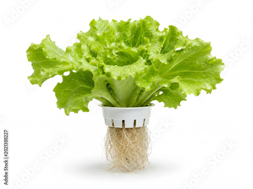 Fresh hydroponic lettuce with visible roots isolated on white background