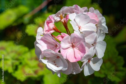 Beautiful Soft Pink and Whi...
