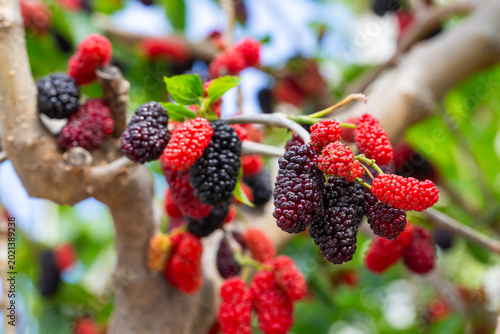 Macro of Organic Ripe Black...