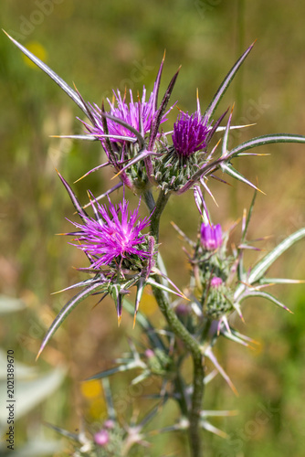Konstfotografi Macro View of a Syrian Thistle (Notobasis syriaca) with Sharp Spines and Purple