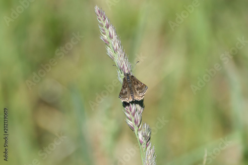 Quadro su tela Dingy skipper (Erynnis tages) butterfly sitting on a blade of grass in Zurich, S