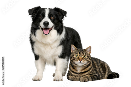 Border Collie dog standing next to a tabby cat lying on white background