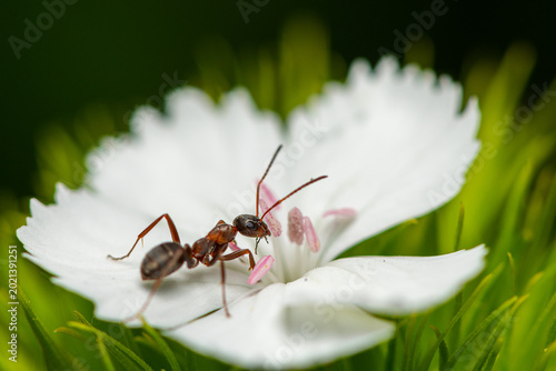 Bilde på lerret Red wood ant Formica rufa explores white pink garden carnation flower
