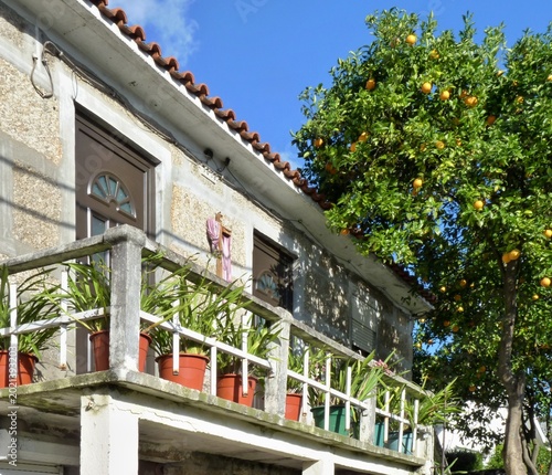 Traditional house with balcony, potted plants and orange tree