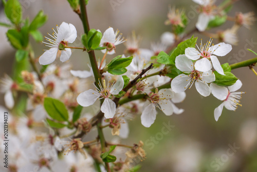 Close-up of delicate white flowers of fruit tree with soft bokeh background in spring