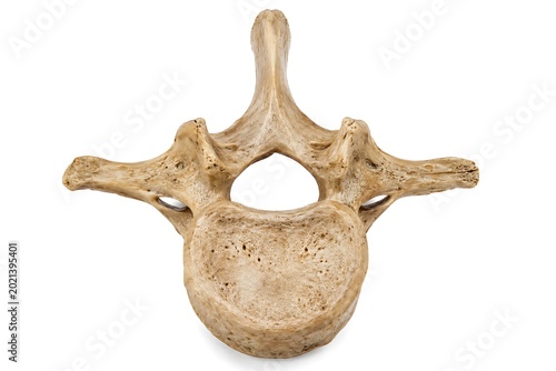 Human lumbar vertebra bone isolated on white background, realistic 3D illustration of spinal column anatomy, medical science education concept