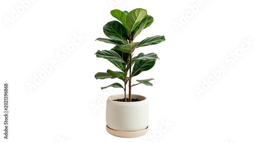 Bilde på lerret A small green potted fiddle leaf fig houseplant growing elegantly in a white cer
