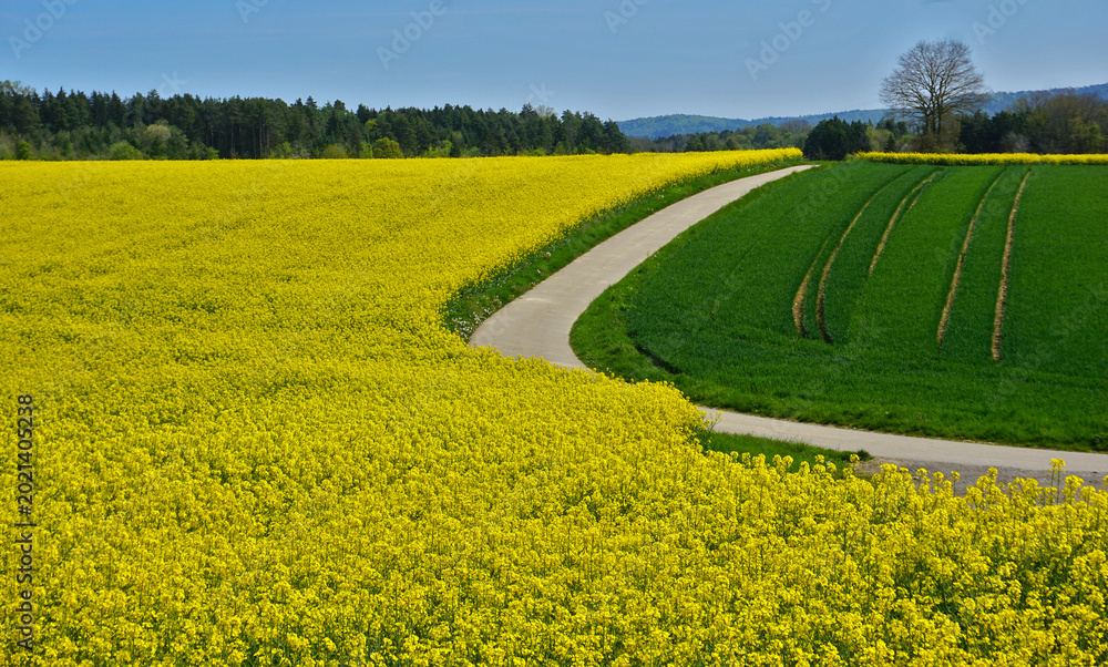 Fototapeta premium Blühende Rapsfelder bei Starzach; Baden Württemberg; Deutschland