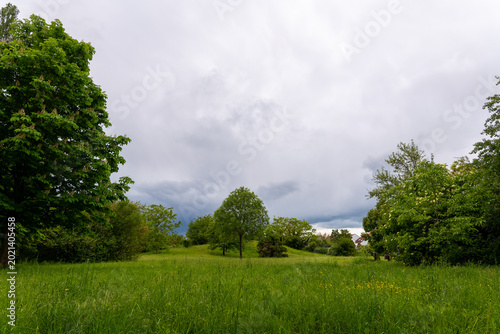 Принти на полотні Verdant expanse under a brooding sky, where majestic trees guard a peaceful mead
