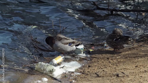 Environmental pollution, The lake shore is full of garbage, Plastic cups in the lake where ducks swim and swim