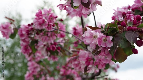 A serene video shows white flowers swaying on a tree branch.