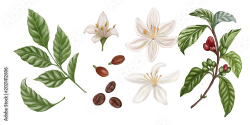 Set of coffee plant elements with leaves, flowers and beans, realistic watercolor illustration, isolated botanical composition on light background.