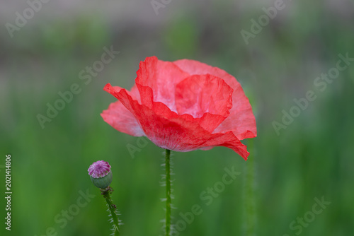 Red Poppy Flower with Soft Green Bokeh