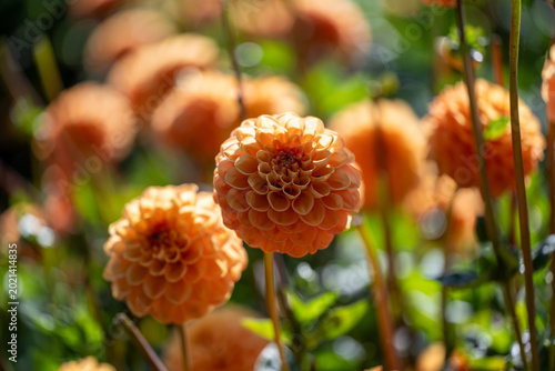 Orange Dahlia “Winterswijk” in Flower Field
