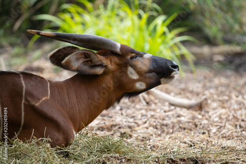 Photography Bongo Antelope Resting on Hay