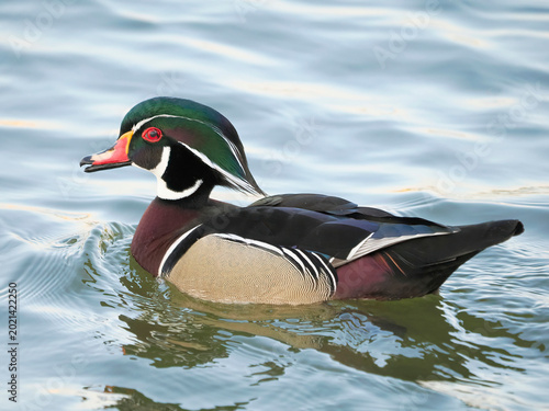 A Close-up of a Male Wood Duck Swimming in a Lake