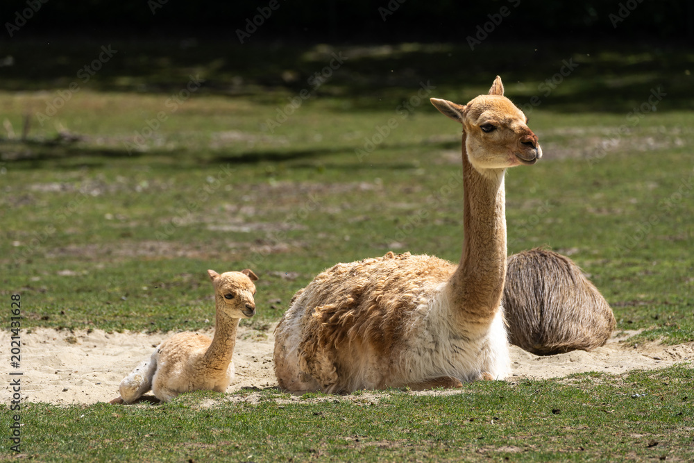 Obraz premium Family of Vicunas, Vicugna Vicugna, relatives of the llama