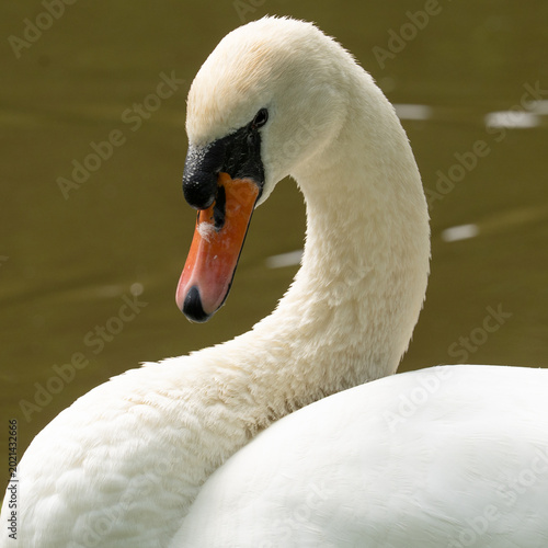 Schwan
