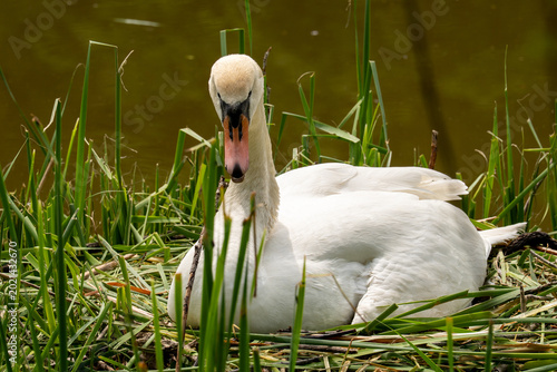 Schwan