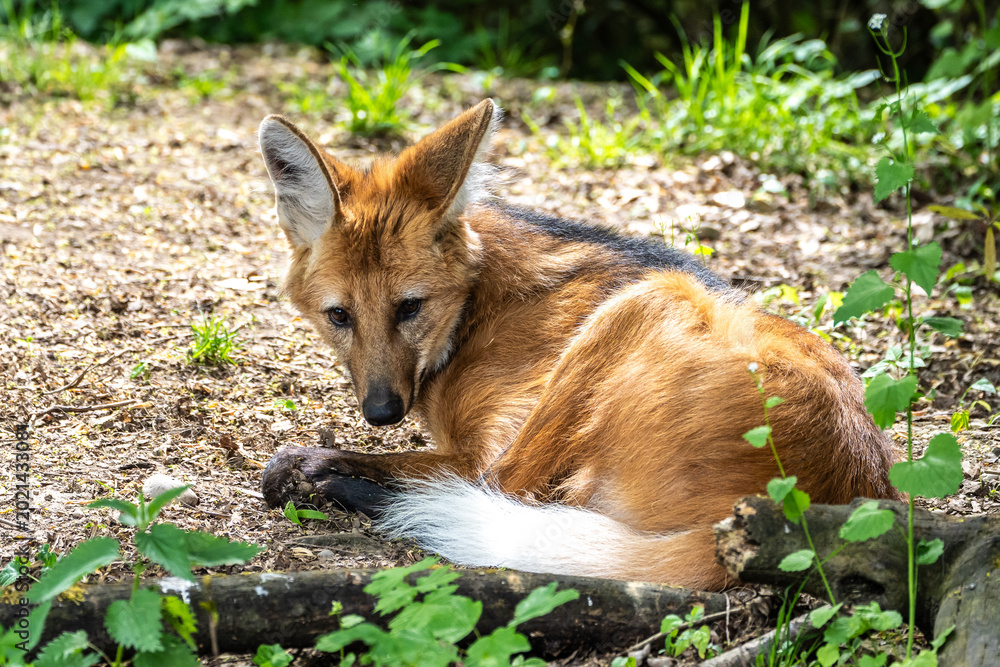 Fototapeta premium The Maned Wolf, Chrysocyon brachyurus is the largest canid of South America