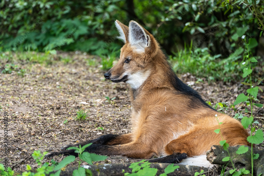 Fototapeta premium The Maned Wolf, Chrysocyon brachyurus is the largest canid of South America