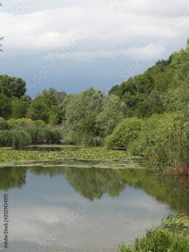 Calm wetland landscape with green trees, reeds and reflective water under cloudy sky in natural reserve environment