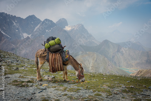 Pack animal navigating steep, stone-strewn mountain path