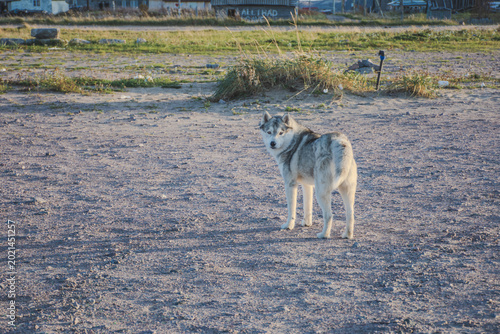 White dog stands on stone wall
