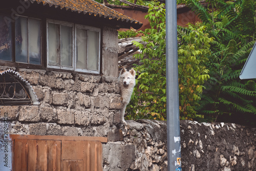 White dog stands on stone wall