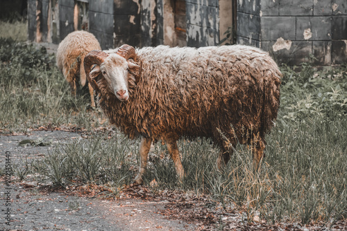 Woolly ram stands in grassy field beside weathered building