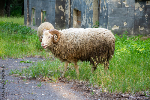 Woolly ram stands in grassy field beside weathered building