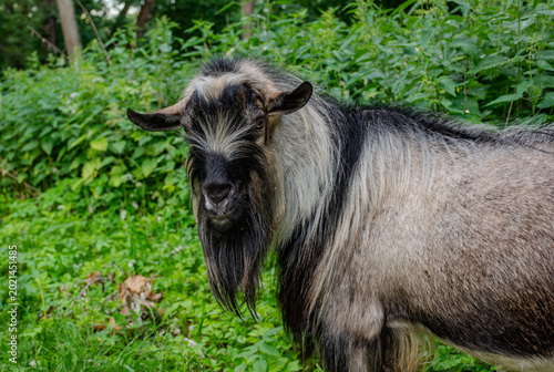 Woolly ram stands in grassy field beside weathered building