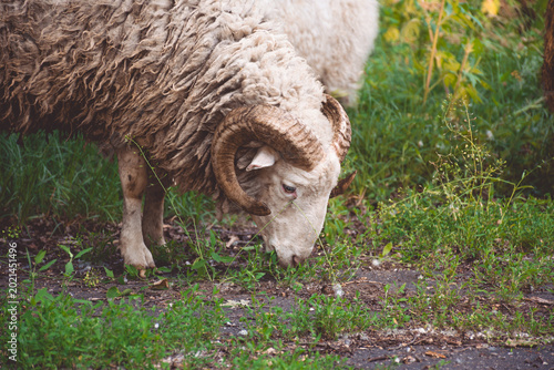 Woolly ram stands in grassy field beside weathered building