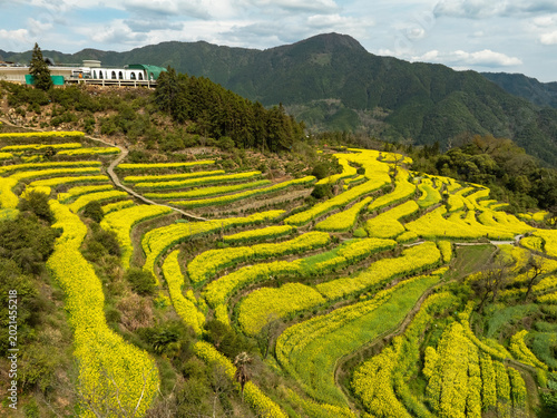Εκτύπωση καμβά Aerial view of green, terraced rice fields and a traditional village