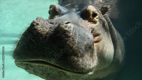 Hippopotamus close-up swimming in clear water, aquatic animal portrait in natural habitat