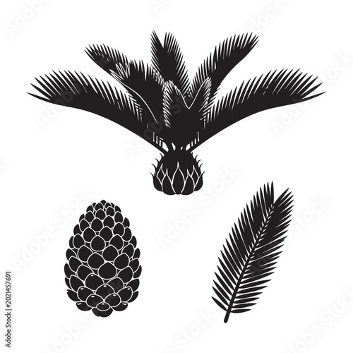 Photos Sago palm cycad plant cone and frond leaf silhouette set