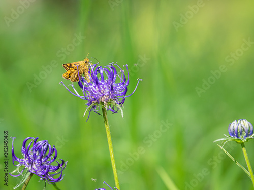 Schilderij op canvas Skipper butterfly perches on purple round headed rampion in alpine meadow
