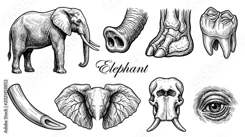 Elephant Anatomy Vector Illustration Set Featuring Hand Drawn Vintage Engraving Style Skull, Tusk, Trunk, Eye, Ear and Foot Details on White Background