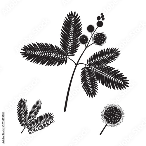 Obraz na plátně Mimosa pudica sensitive plant branch leaf and flower set