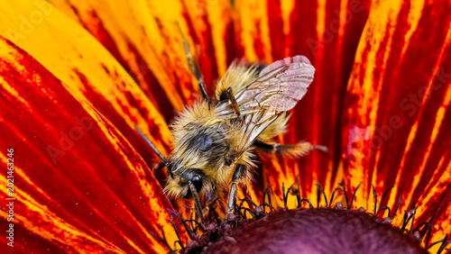 Foto Bee on a rudbeckia flower close up