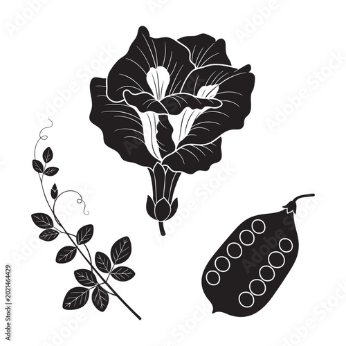 Photos Butterfly pea flower vine branch and seed pod silhouette
