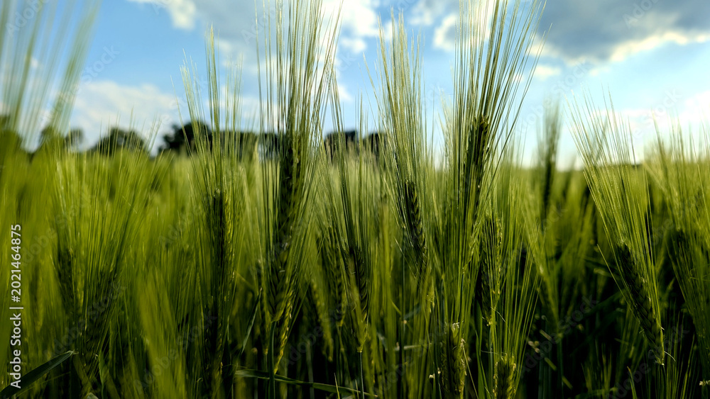 Fototapeta premium Close-up of green barley field in spring. 