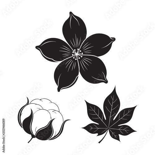 Foto Cotton plant flower fluffy boll and lobed leaf elements