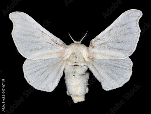 Domestic silk moth, Bombyx mori. Larvae, caterpillars of this species called Silkworms form a cocoon from which silk fabrics are made. An adult specimen with wings spread out, on a black background.