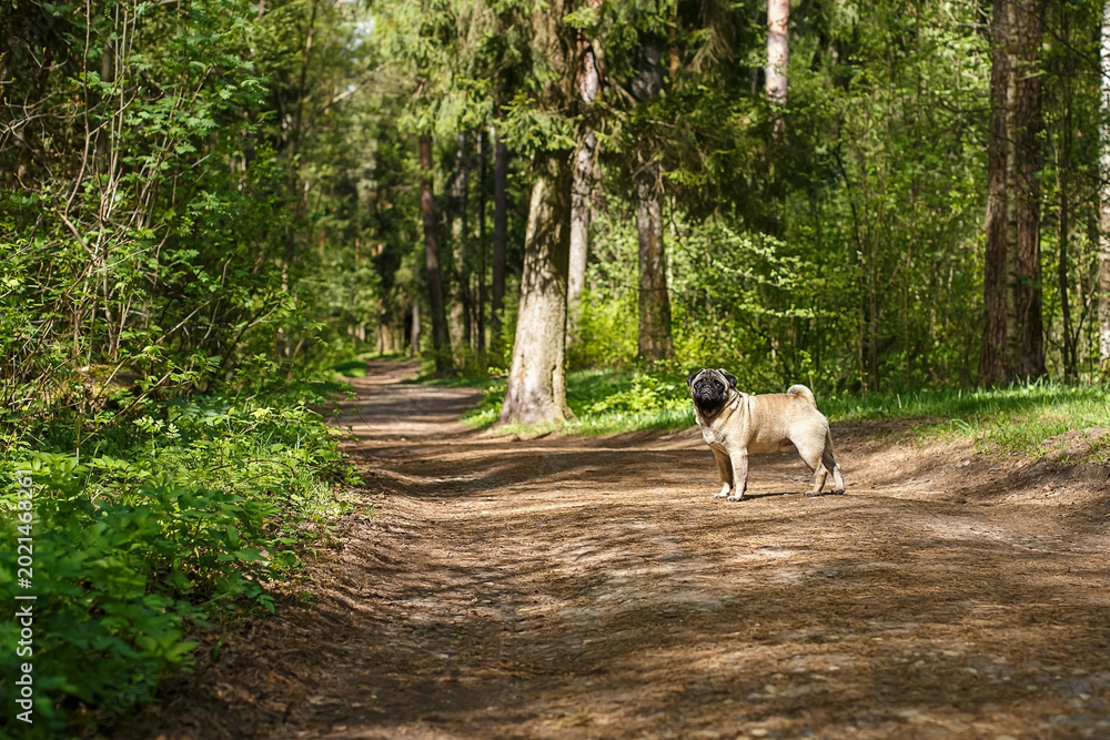 Obraz premium Cute pug. A purebred dog walking in a nature park.
