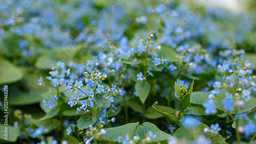 Bild auf Leinwand Brunnera