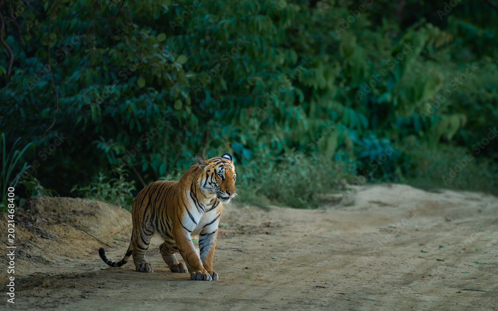 Fototapeta premium A powerful Bengal tiger walking silently along a jungle trail in Dudhwa National Park, India, surrounded by dense green forest and soft natural light.