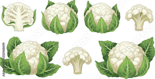 Cuadro en lienzo Fresh cauliflower vector illustration set with green leaves and sliced florets f