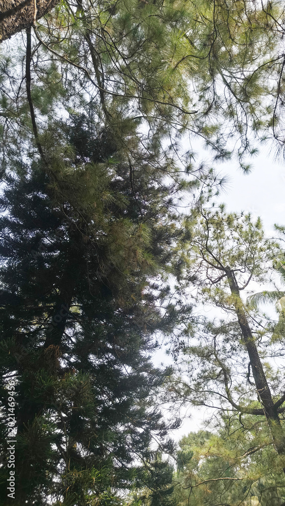 Fototapeta premium Tall forest trees viewed from below, natural woodland landscape background