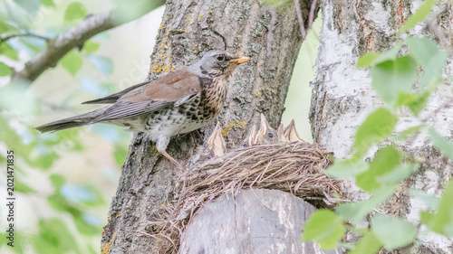 robin in the nest